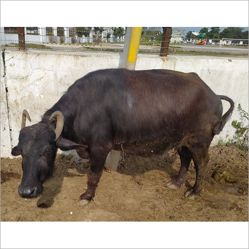 High Milking Murrah Buffalo
