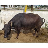 High Milking Murrah Buffalo