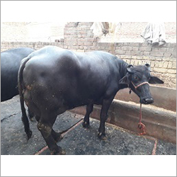 High Milking Murrah Buffalo