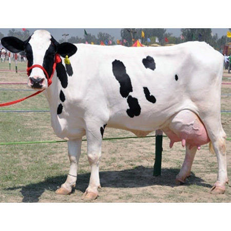Black And White Hf Cow