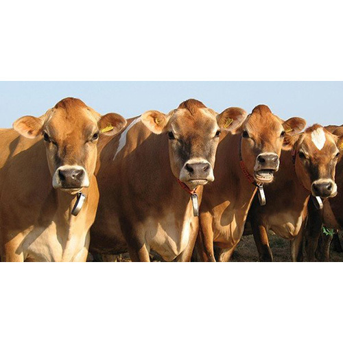 Brown Jersey Cows