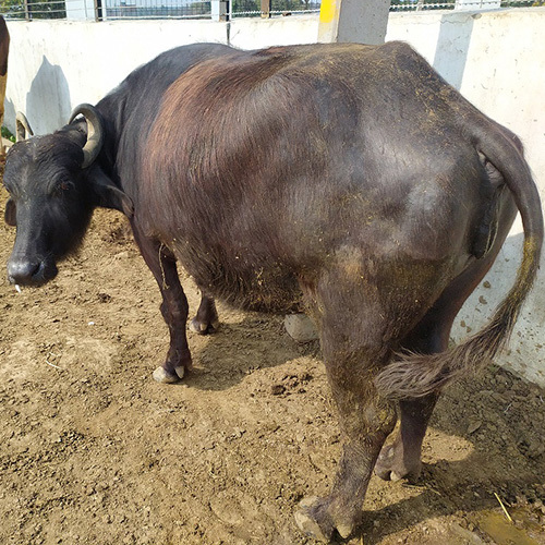 Black Murrah Buffalow