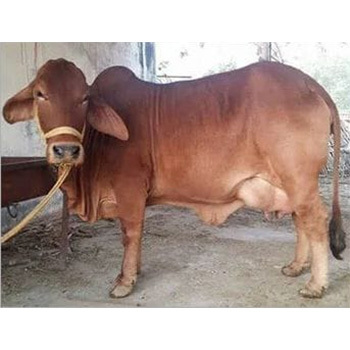 Desi Sahiwal Cow