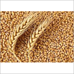 Common Wheat Seed