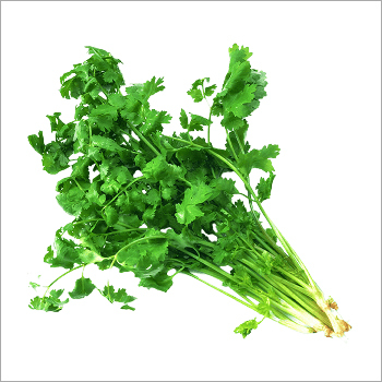 Green Coriander Leaves