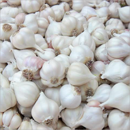 Fresh Garlic