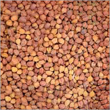Black Chickpeas