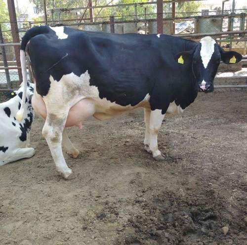 White And Black Milking Hf Cow