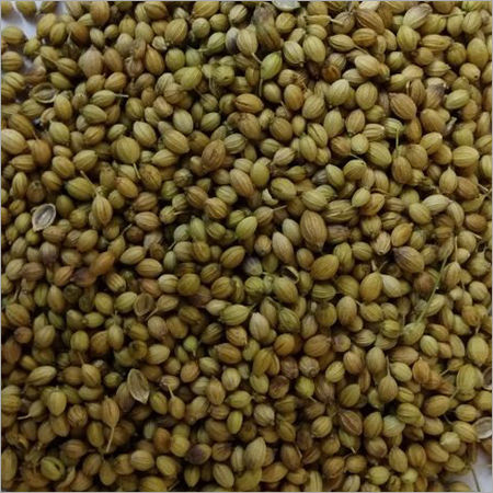 Dried Coriander Seed