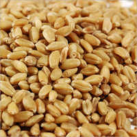 Normal Wheat Grain