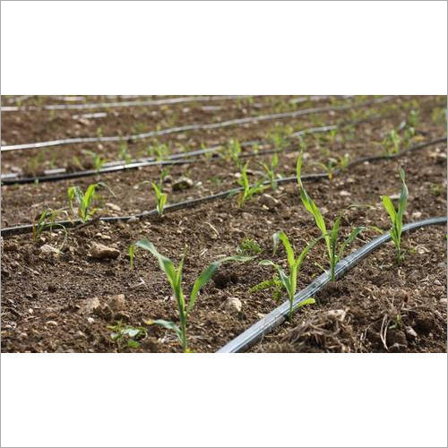 Drip Irrigation Pipe Application: Agriculture
