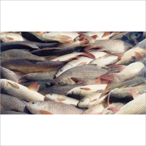 Rohu Fish