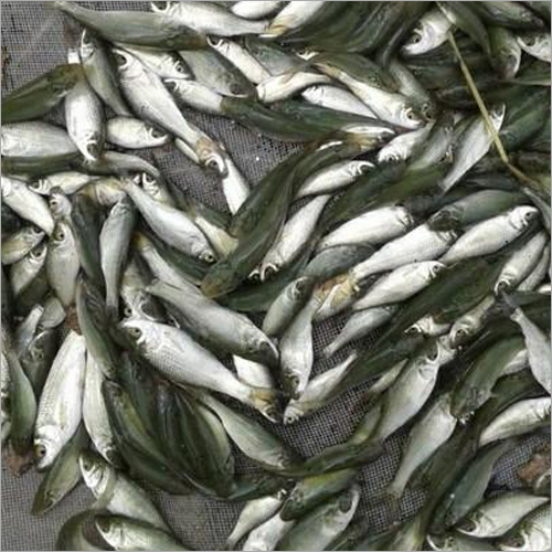 Indian Rohu Fish
