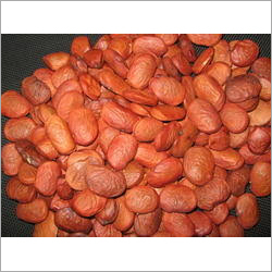 Pongam Seed