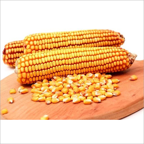 Maize Seed Purity: 99.9%