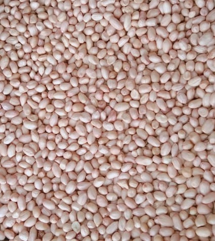 Indian groundnut kernels