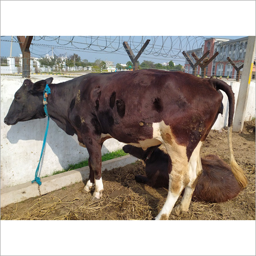Pure HF Cow