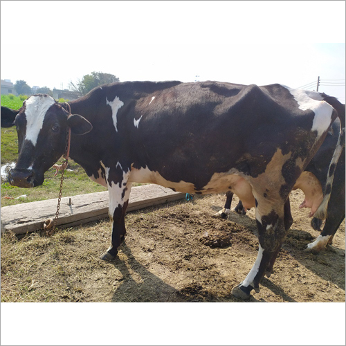 HF Dairy Farm Cow