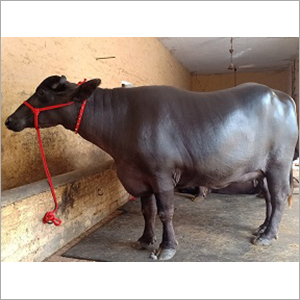 Murrah Hybrid Buffalo