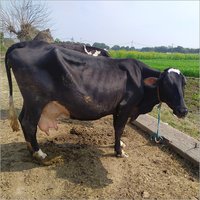 HF Dairy Farm Cow