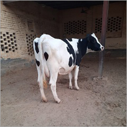 HF Dairy Farm Cow