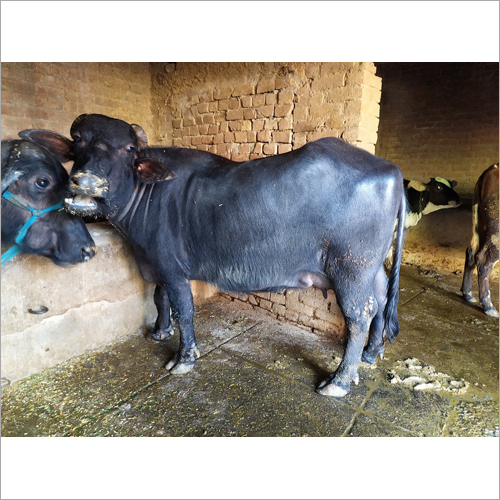 Murrah Hybrid Buffalo