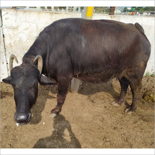 Murrah Hybrid Buffalo