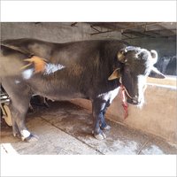 Pure Murrah Breed Buffalo