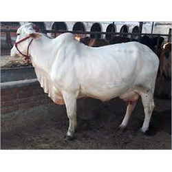 White Desi Cow