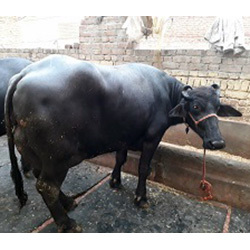 Desi Murrah Buffalo