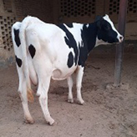Pure Breed HF Cow