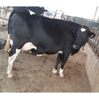 HF Cow