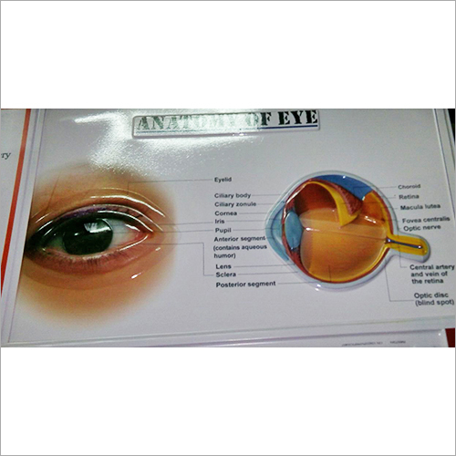 3D Embossed Eyes Chart