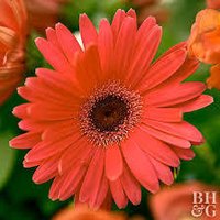 Gerbera Flowers Plants