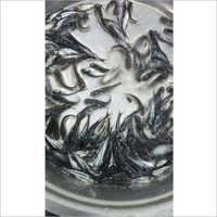 Pangasius Fish Seed - 1-5kg Plastic Bag Packing, Optimal Ph 7.1-7.4 & Ideal Water Temperature 22-28°c, High-quality Protein Source