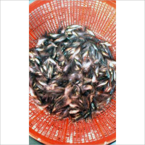 Good Quality Pangasius Fish Seed