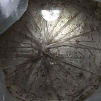 Good Quality Catla Fish Spawn