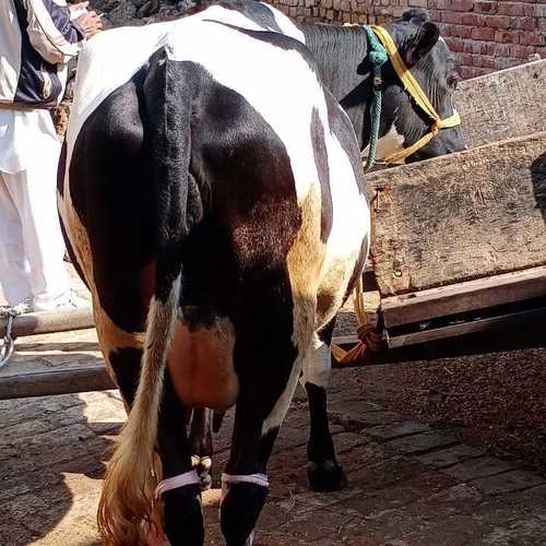 Hf cow