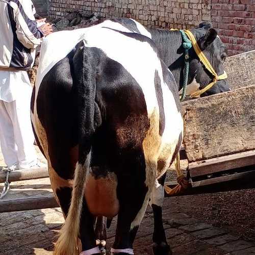 Hf cow