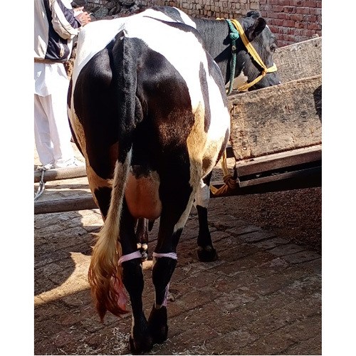 High Breed Hf Cow At Best Price In Karnal Angad Dairy Farm