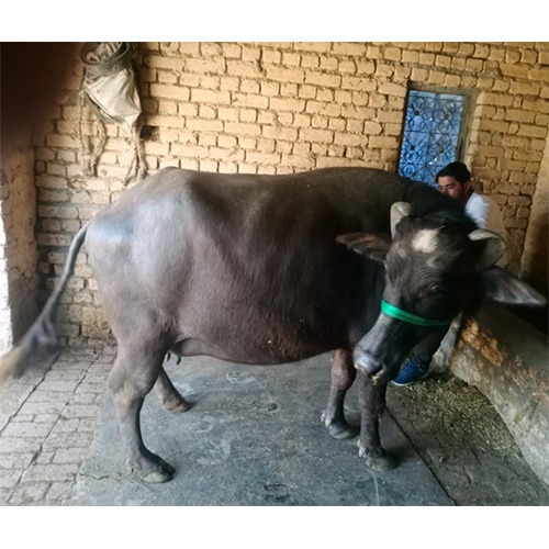 Murrah Buffalo