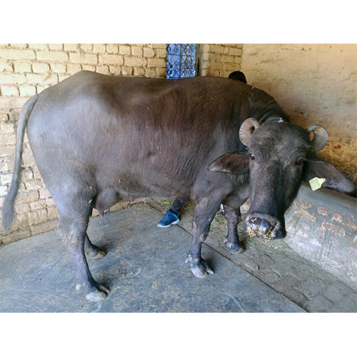Desi Murrah Buffalo