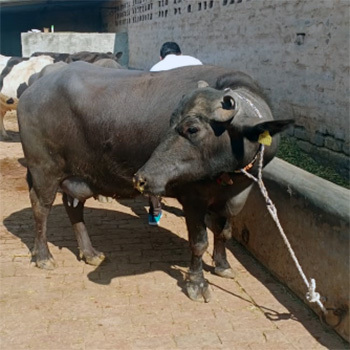 Indian Murrah Buffalo
