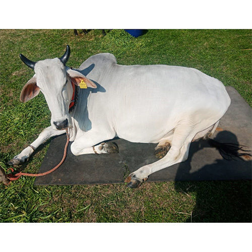 White Desi Cow