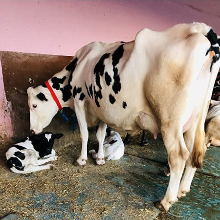 HF Breed Cow