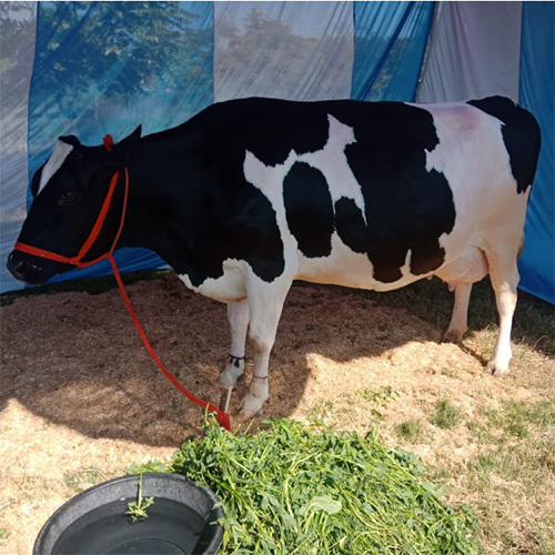 indian  HF Cow