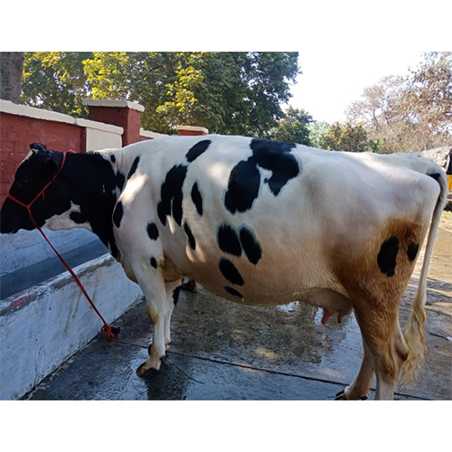 Pure Quality HF Cow