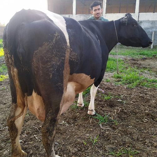 Original HF Cow