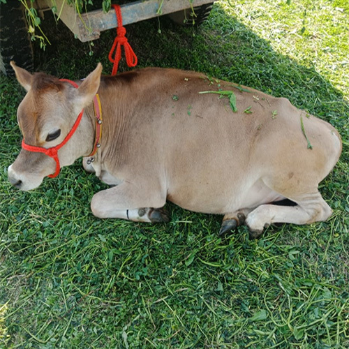 Jersey Cow