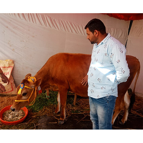 Sahiwal Breed Cow